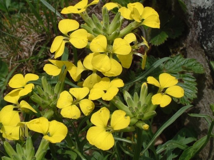 Erysimum majellense